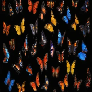 butterflies in black background