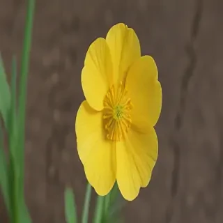 buttercup flower