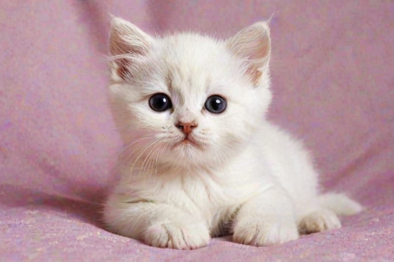 cute cat wallpaper iphone