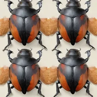 beetle png