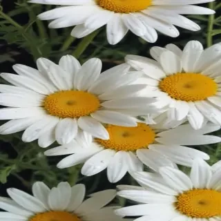 aesthetic daisy wallpaper