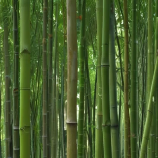 bamboo png