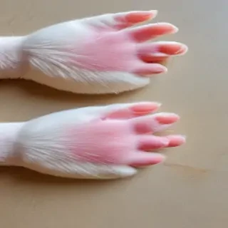 cat paw