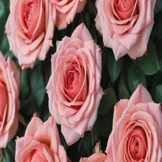 aesthetic rose background
