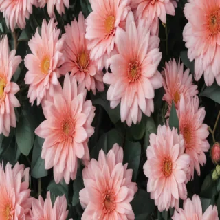 cute aesthetic wallpapers flowers