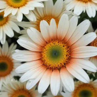 daisy desktop wallpaper