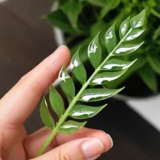 transparent plant
