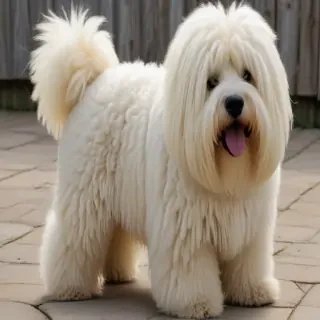 puli dog breed