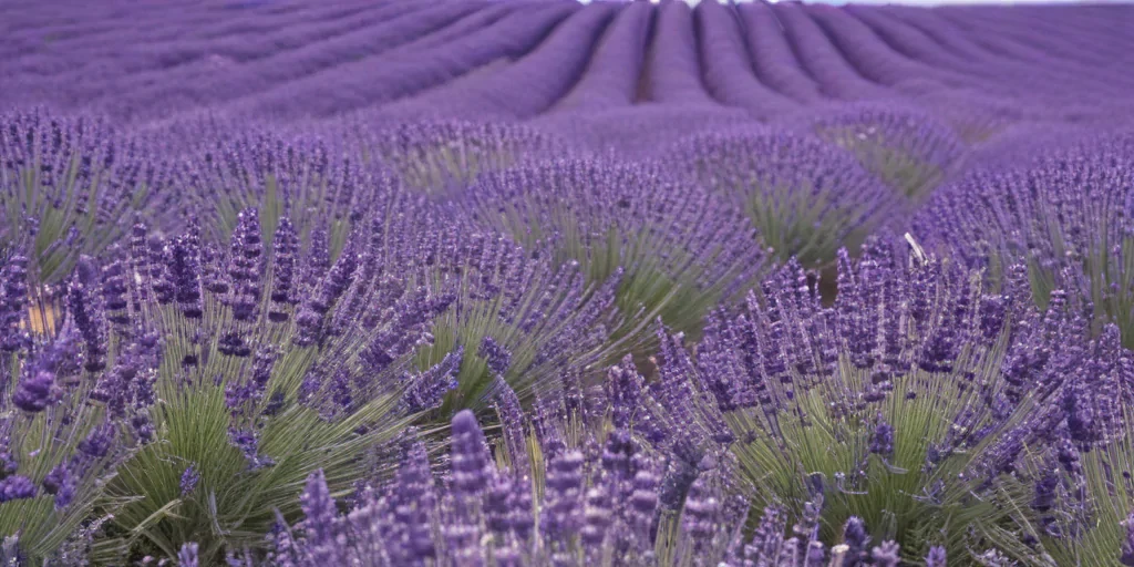 lavender background