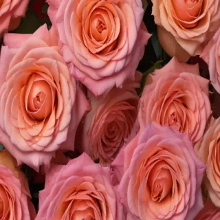 rose background images