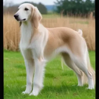 saluki dog breed