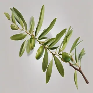 olive branch png