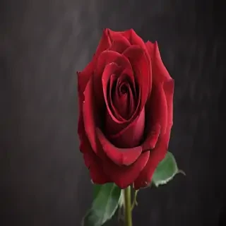 image of a red rose