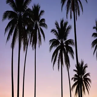 transparent palm trees
