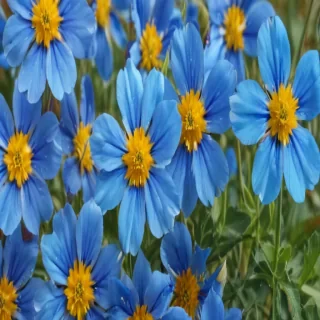 background blue flower