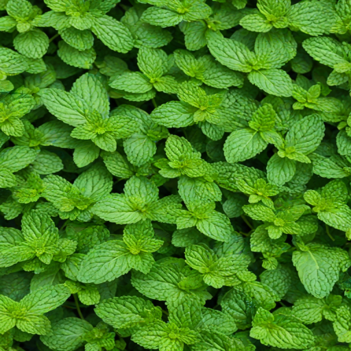 mint background