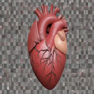 human heart png