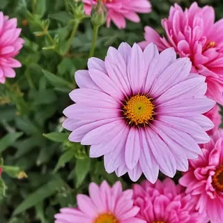 flower pictures