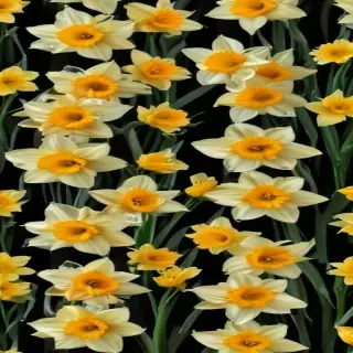daffodil flower
