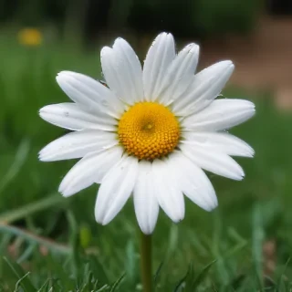 iphone daisy wallpaper