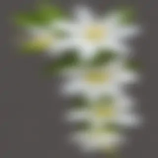 jasmine flower png