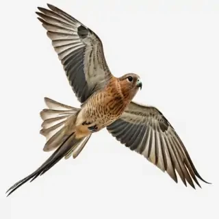 birds flying transparent background