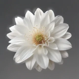white flower png