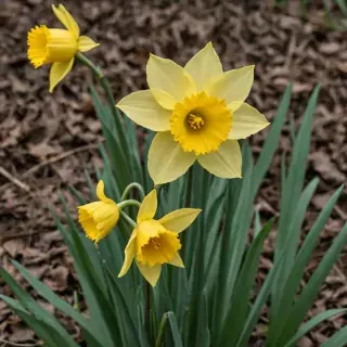 daffodil flower