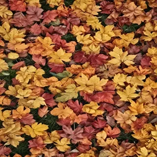 fall leaves