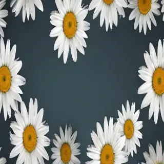 daisy desktop wallpaper