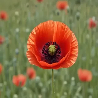 poppy flower