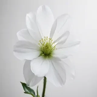 transparent white flower