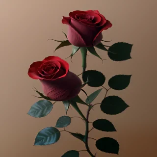 red rose png