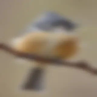 titmouse bird