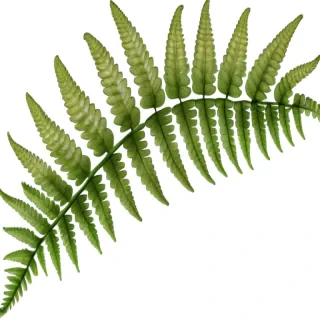 fern png