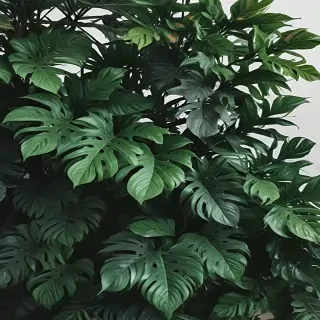 aesthetic plant wallpaper