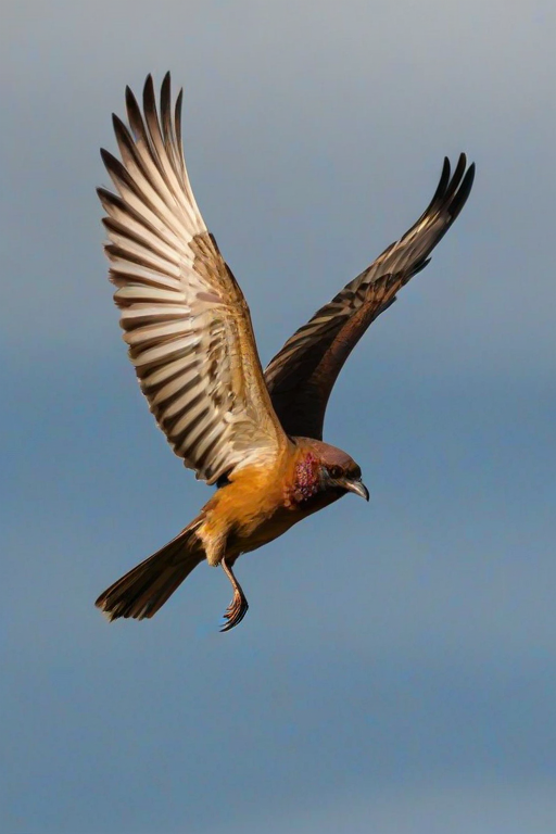 png birds flying