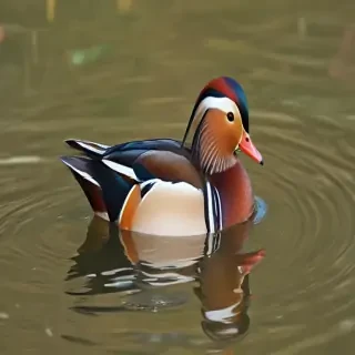 mandarin duck