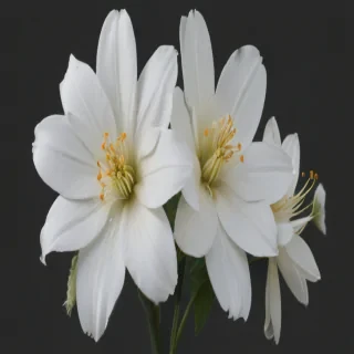 white flower png