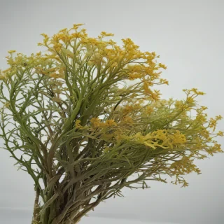 seaweed png