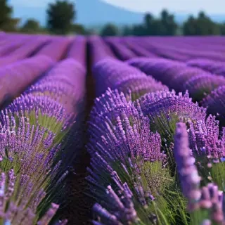 lavender iphone wallpaper