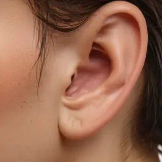 ear png