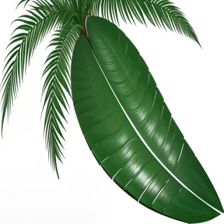 palm leaf png