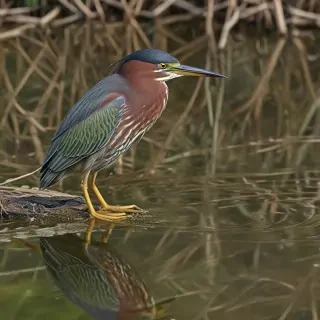 green heron