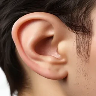 ear png