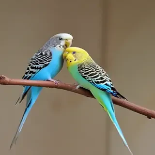 budgies