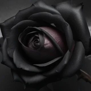 black rose photo