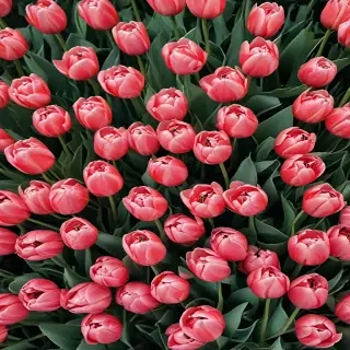 tulips wallpaper aesthetic