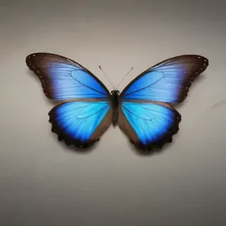 blue morpho butterfly