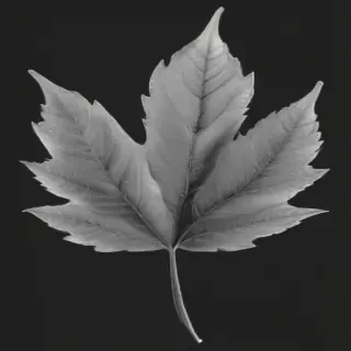 leaf clip art black and white